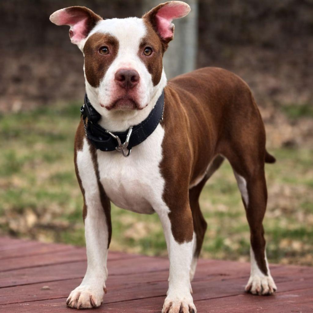 Brayden — thumbnail 5