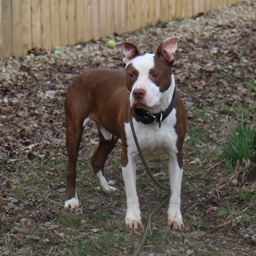 Brayden — thumbnail 6