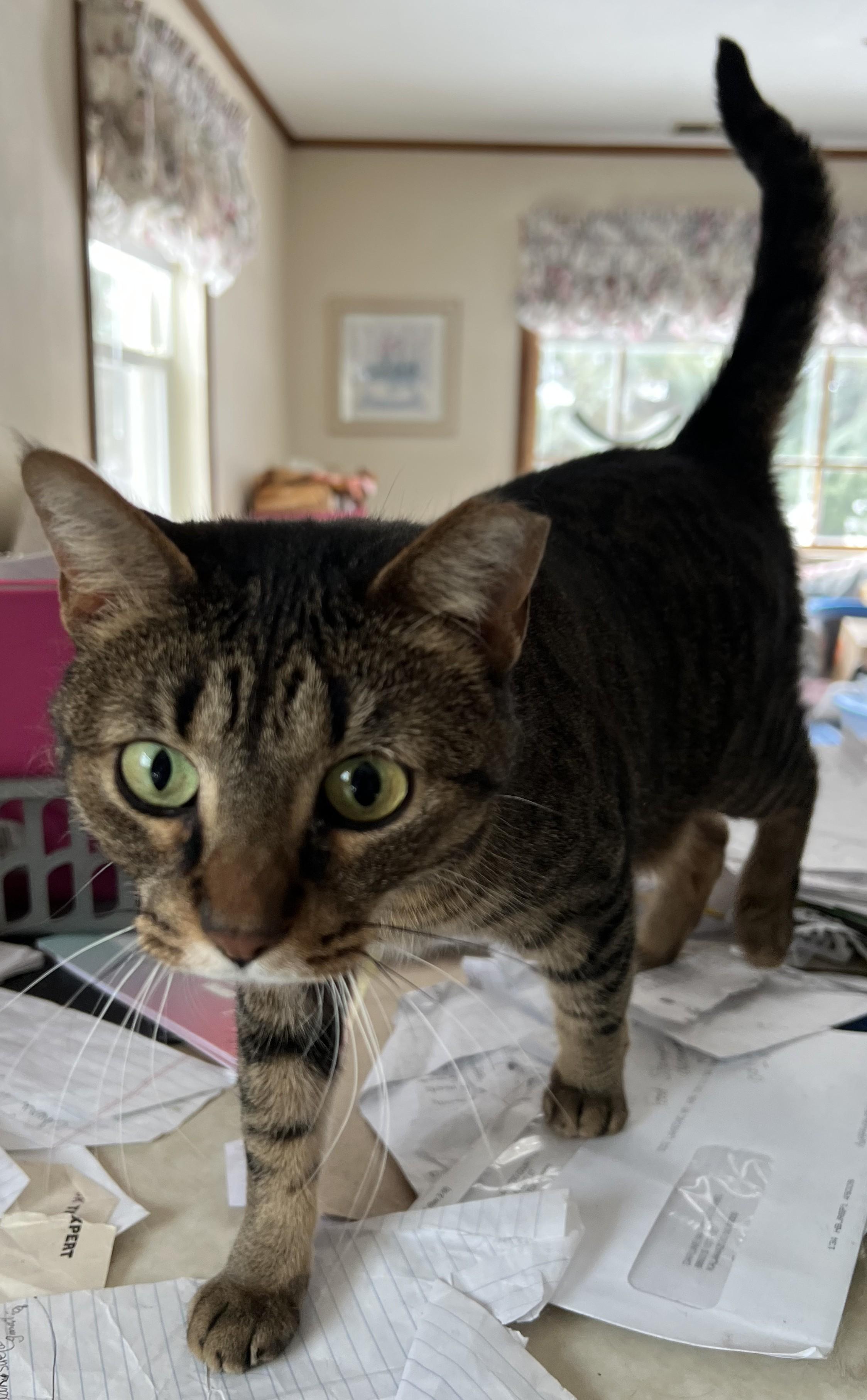 Enlarge Ladybug, an adopted Domestic Short Hair in Kalamazoo, MI image 1/1