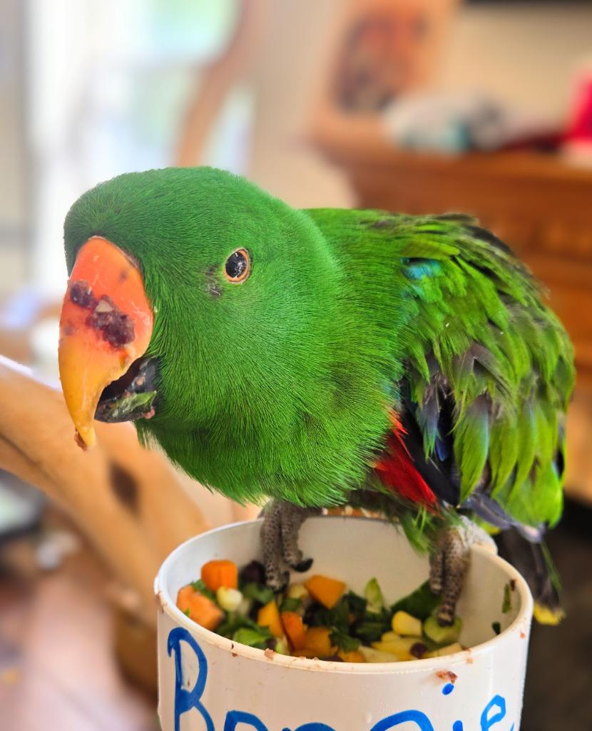 Chia, Adoptable, Senior Male Eclectus.
