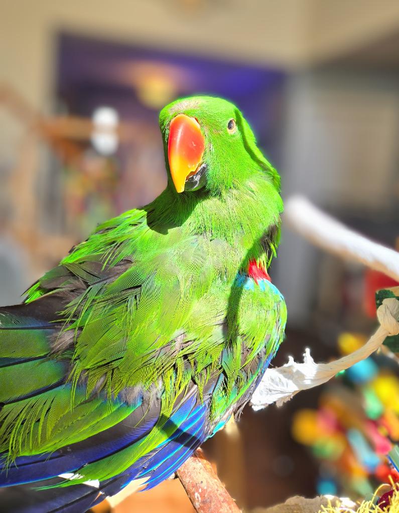 Enlarge Chia, a Adoptable Eclectus in Ballwin, MO image 2/6