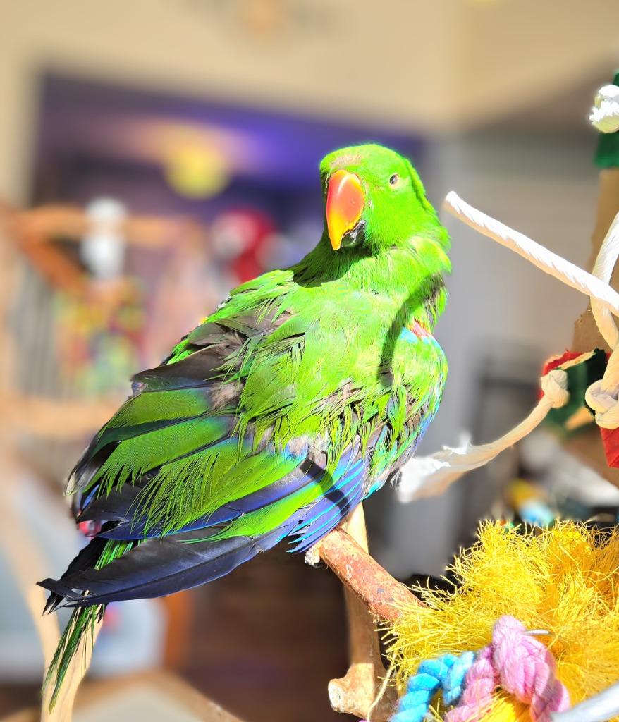 Enlarge Chia, a Adoptable Eclectus in Ballwin, MO image 3/6