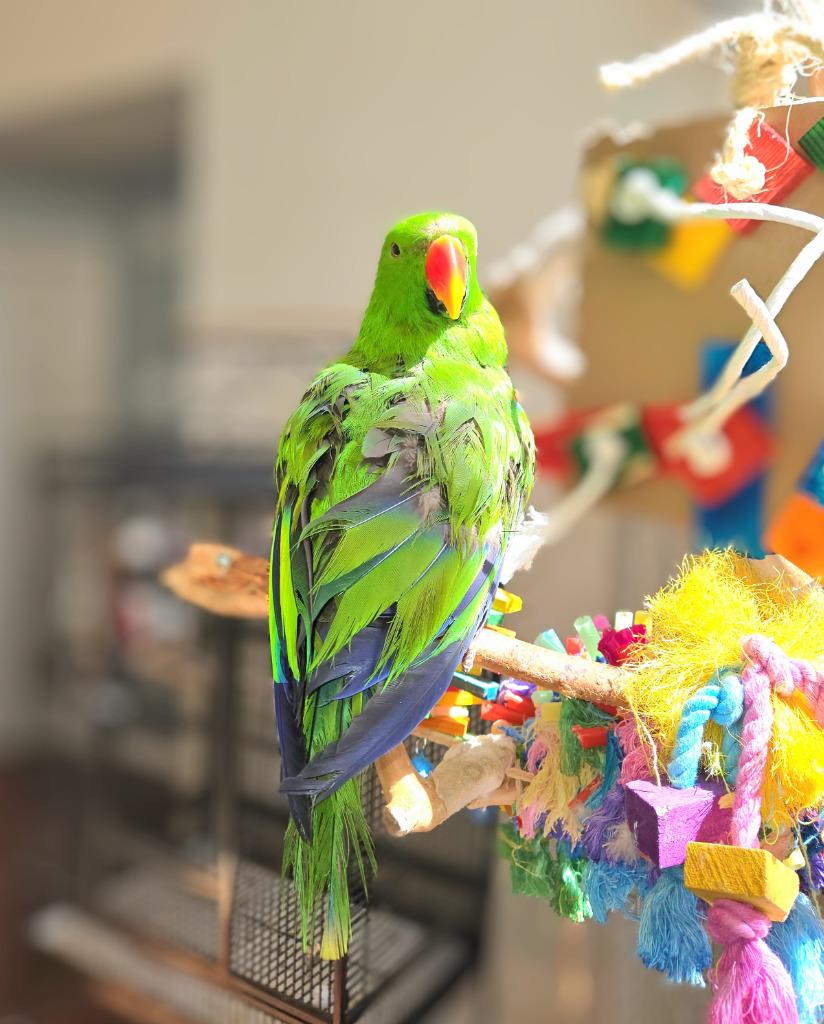 Enlarge Chia, a Adoptable Eclectus in Ballwin, MO image 4/6