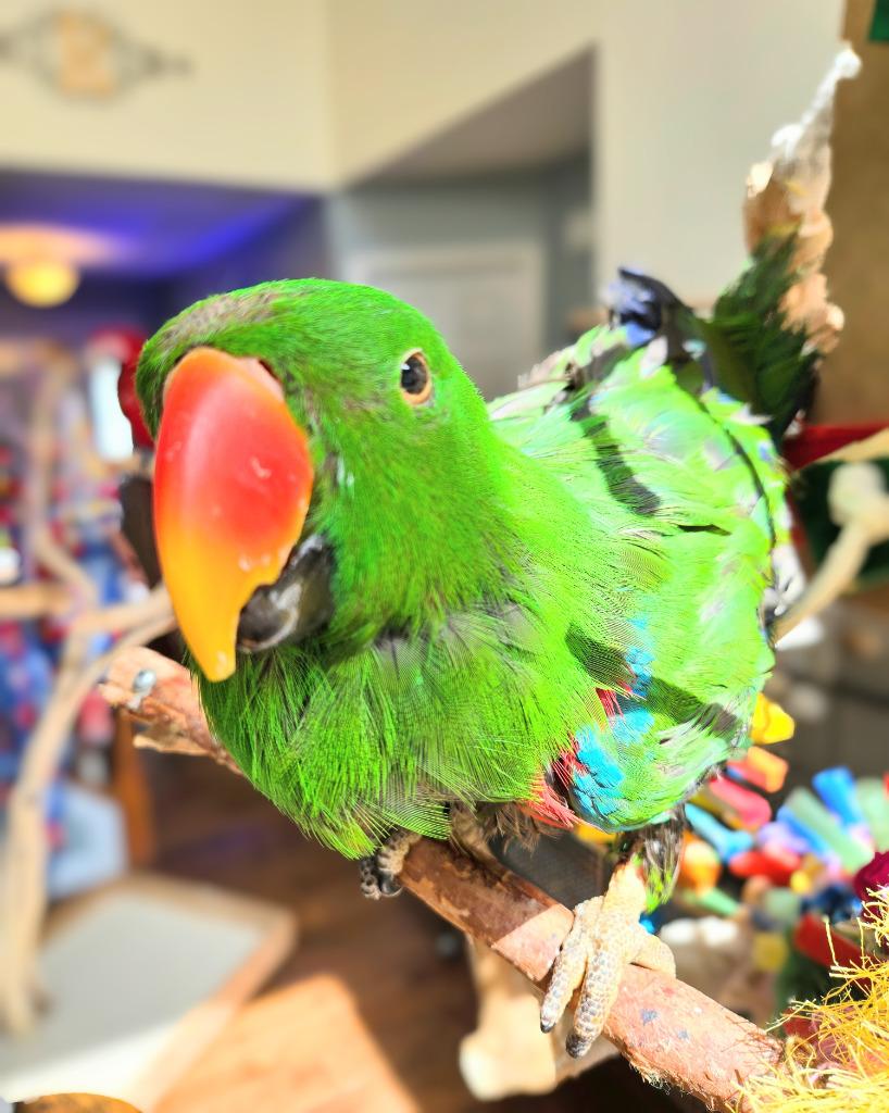 Enlarge Chia, a Adoptable Eclectus in Ballwin, MO image 5/6