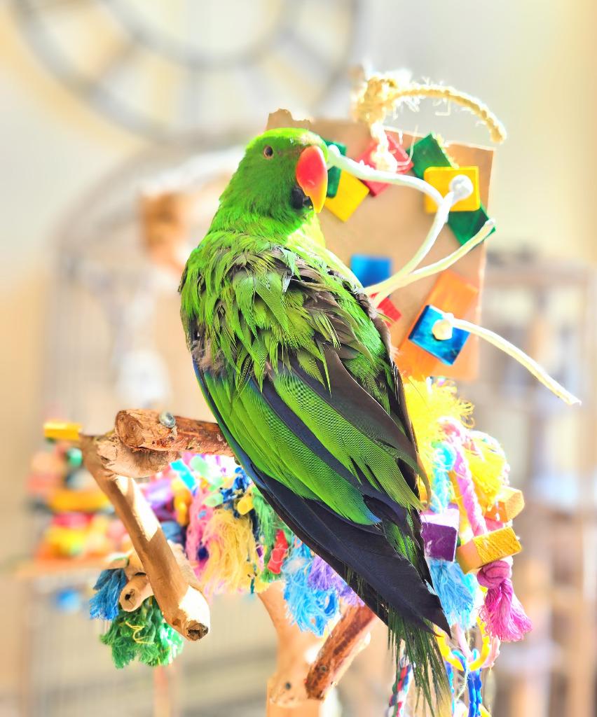 Enlarge Chia, a Adoptable Eclectus in Ballwin, MO image 6/6