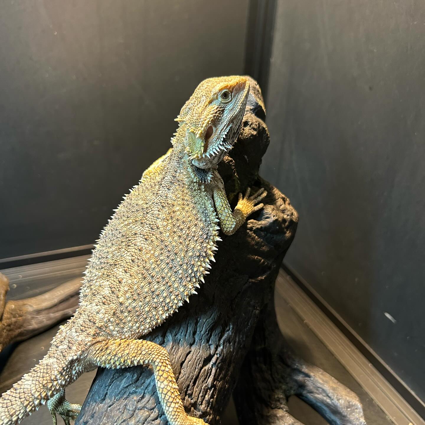 Josiah, a Adoptable Bearded Dragon in Tacoma, WA image 2/2