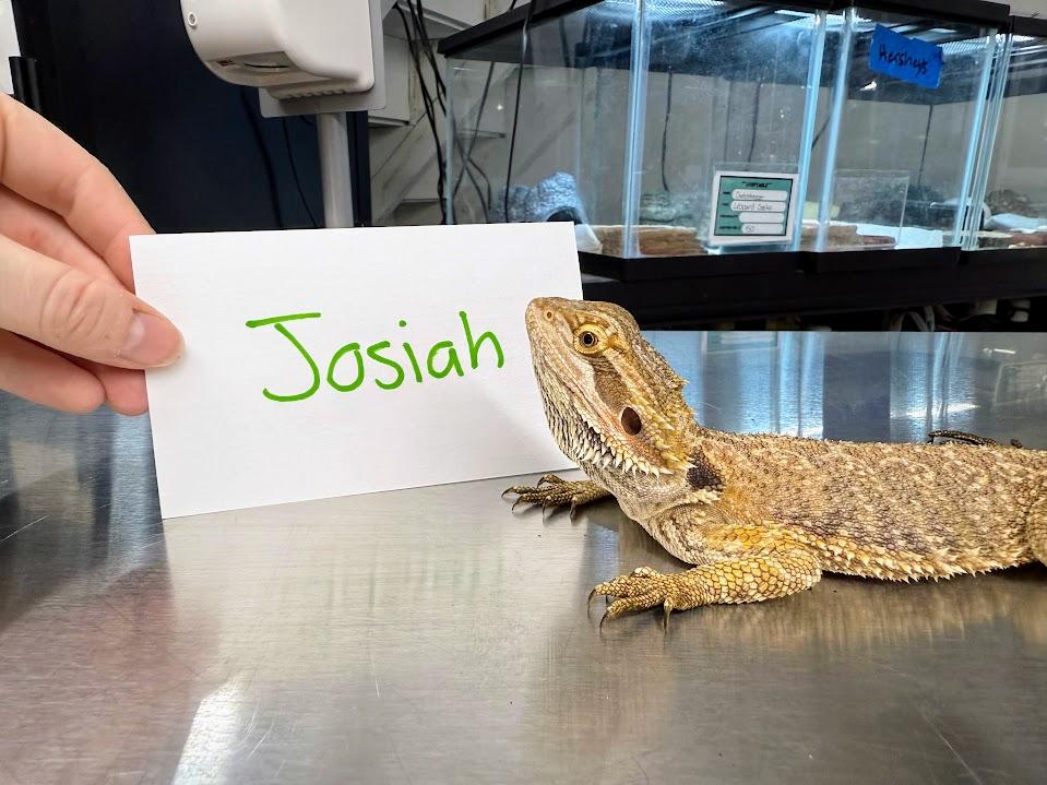 Josiah, a Adoptable Bearded Dragon in Tacoma, WA image 1/2