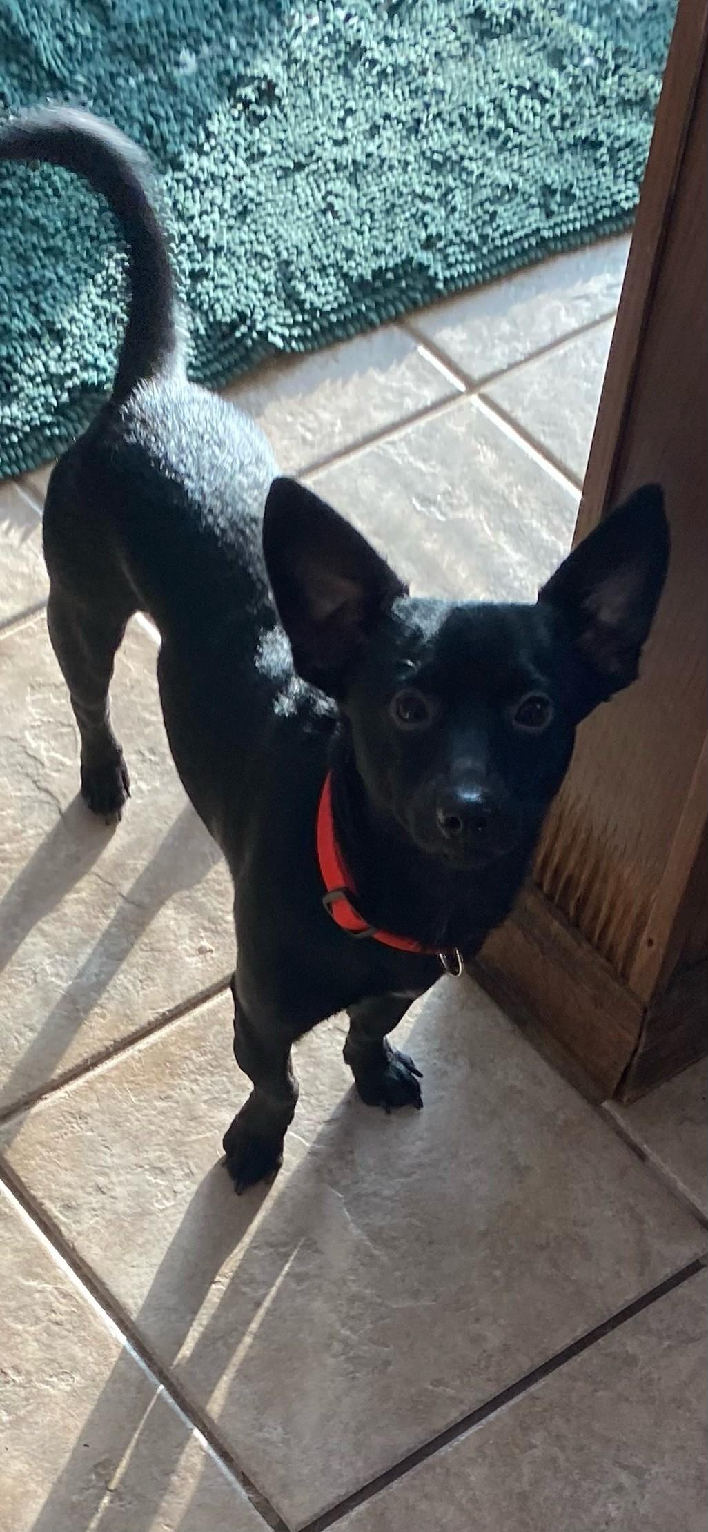 Luke, adopted, Adult Male Chihuahua.