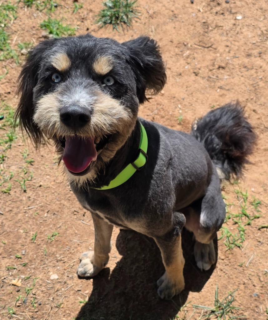 Enlarge Snoop, a ADOPTABLE mixed breed in Saint George, UT image 1/1