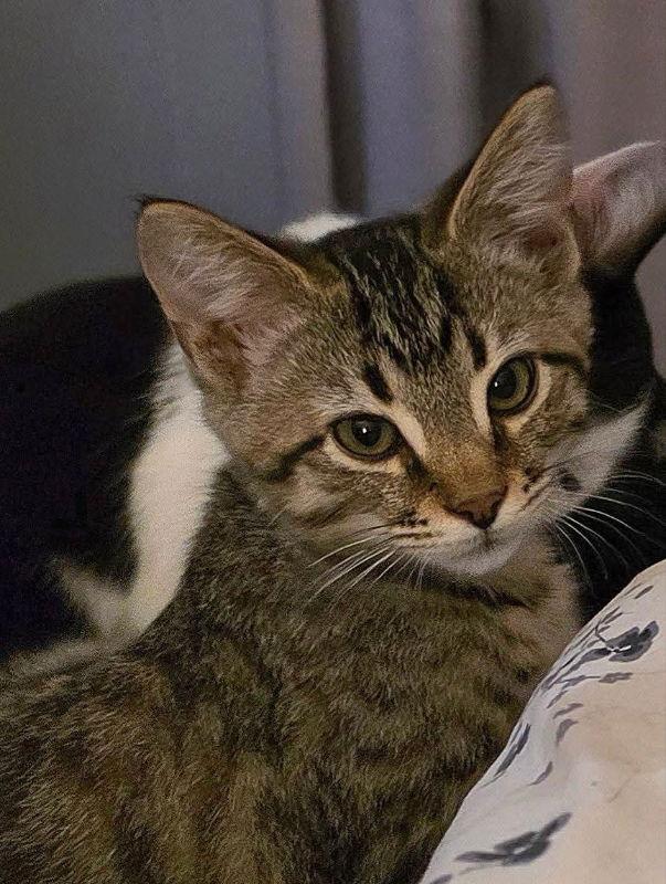 Enlarge Bob, a Adoptable Tabby in Knoxville, TN image 2/3