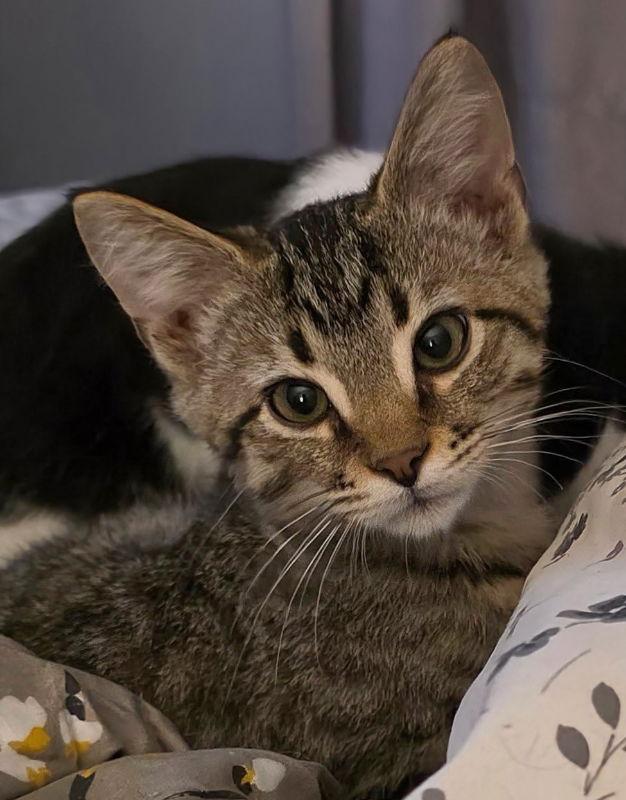 Bob, Adoptable, Young Male Tabby.