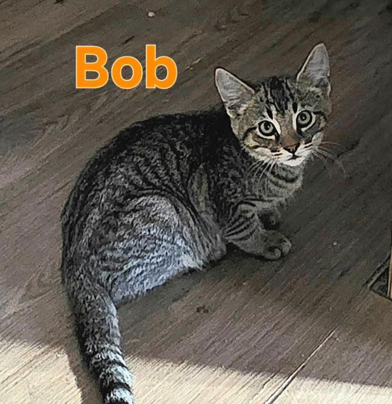 Enlarge Bob, a Adoptable Tabby in Knoxville, TN image 3/3