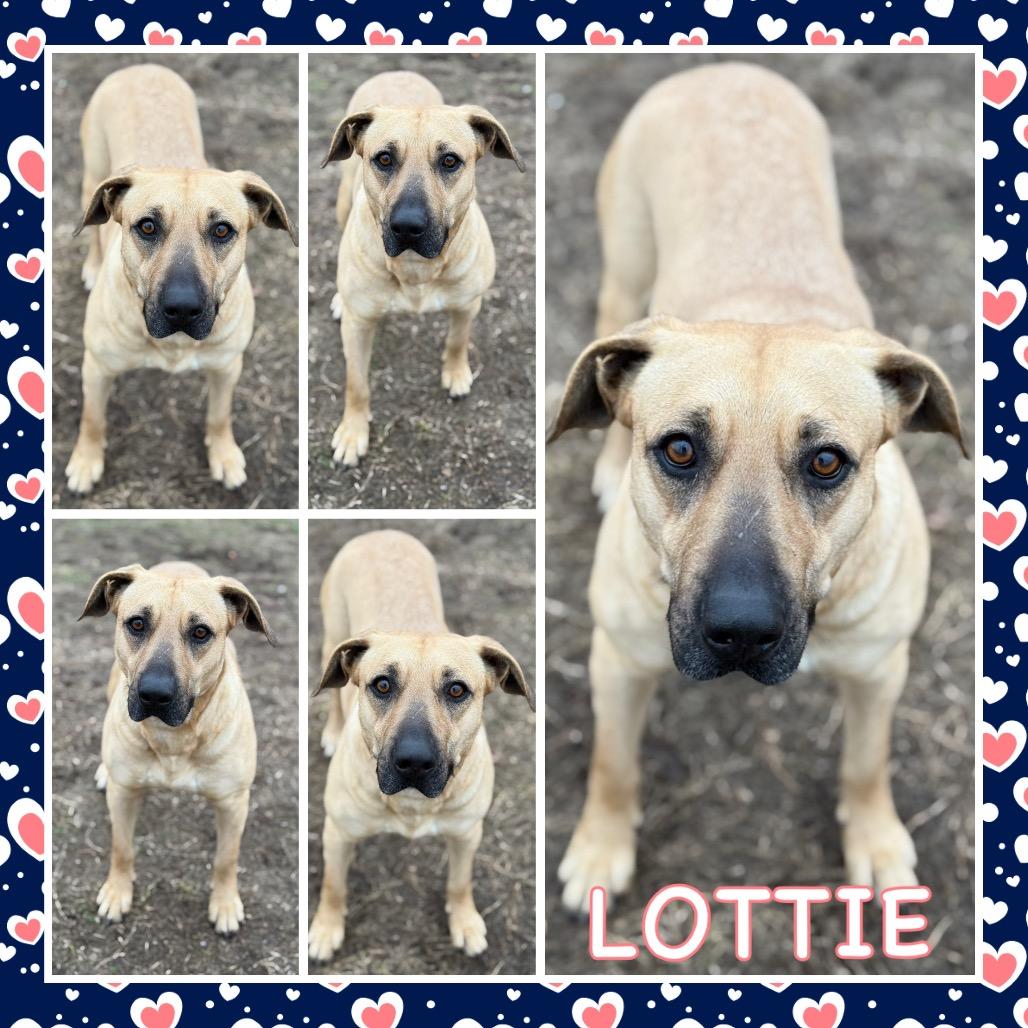 Lottie, Adoptable, Adult Female Anatolian Shepherd & Pit Bull Terrier.