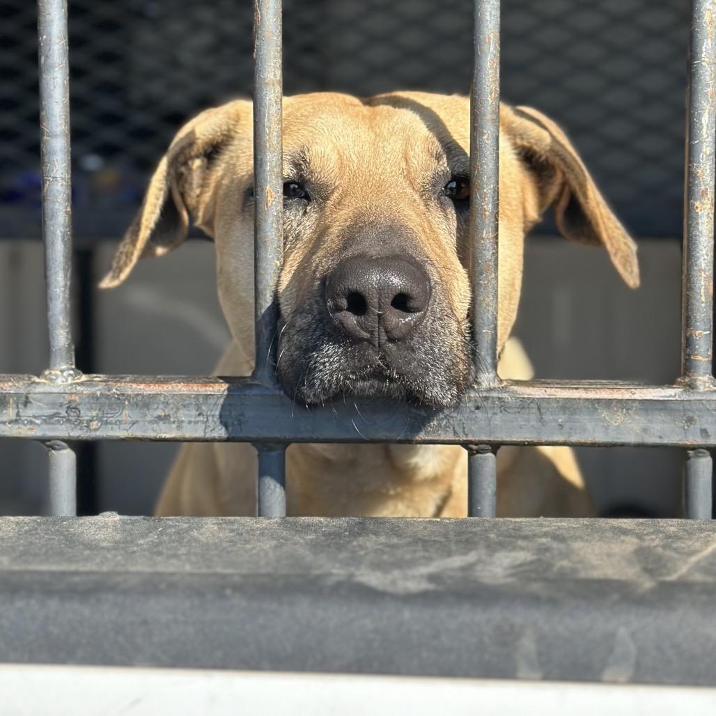 Enlarge Lottie, a Adoptable mixed breed in Fort Smith, AR image 2/2