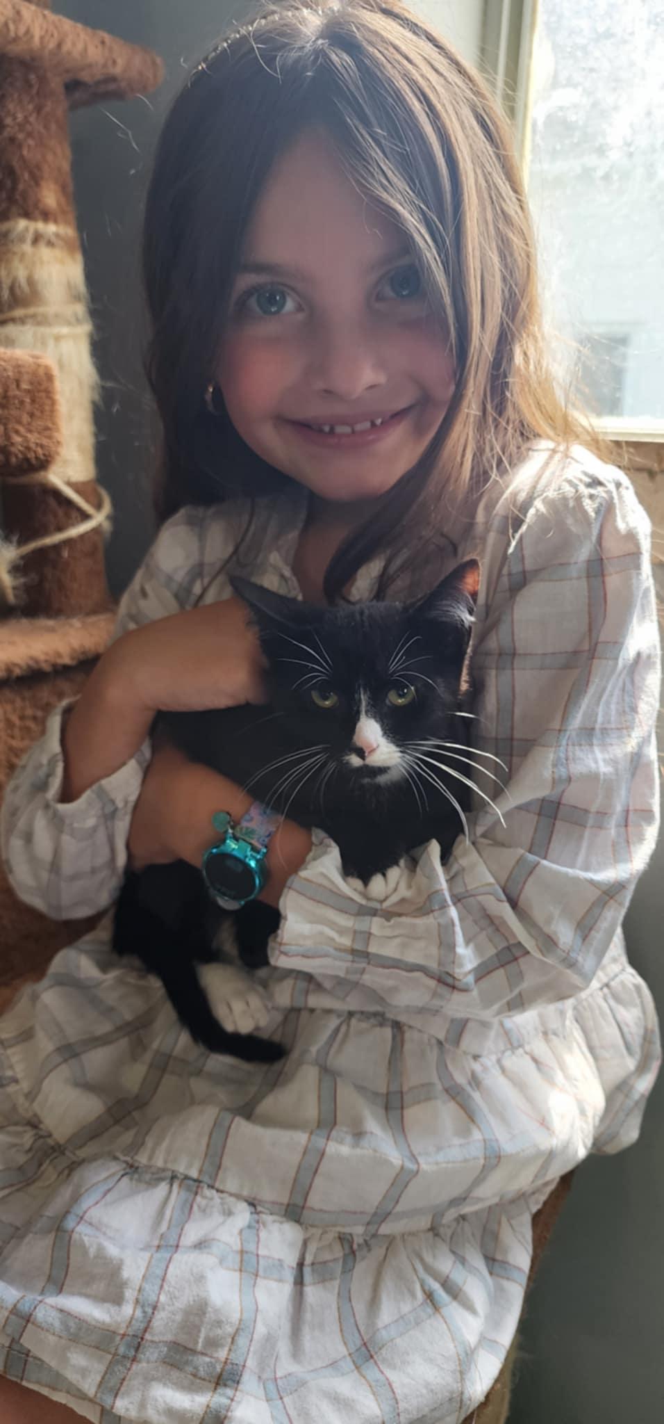 Imagination, a Adoptable Domestic Short Hair in Fulton, NY image 2/5