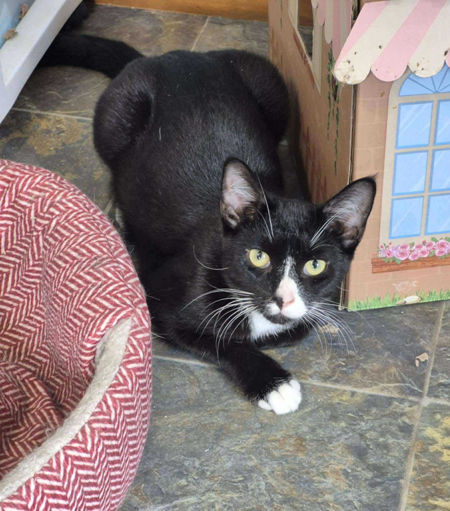 Imagination, a Adoptable Domestic Short Hair in Fulton, NY image 5/5