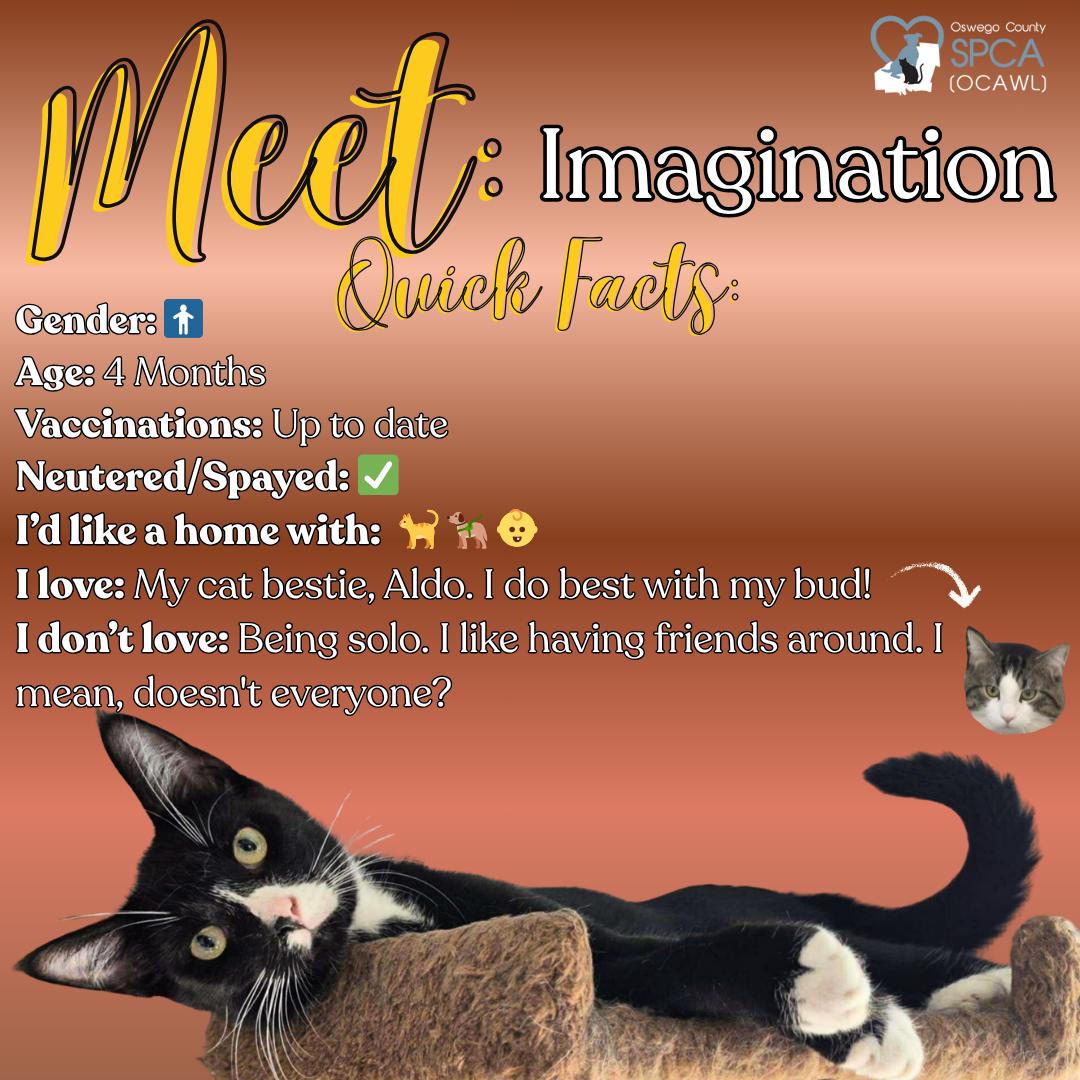 Imagination, Adoptable, Young Male Domestic Short Hair.