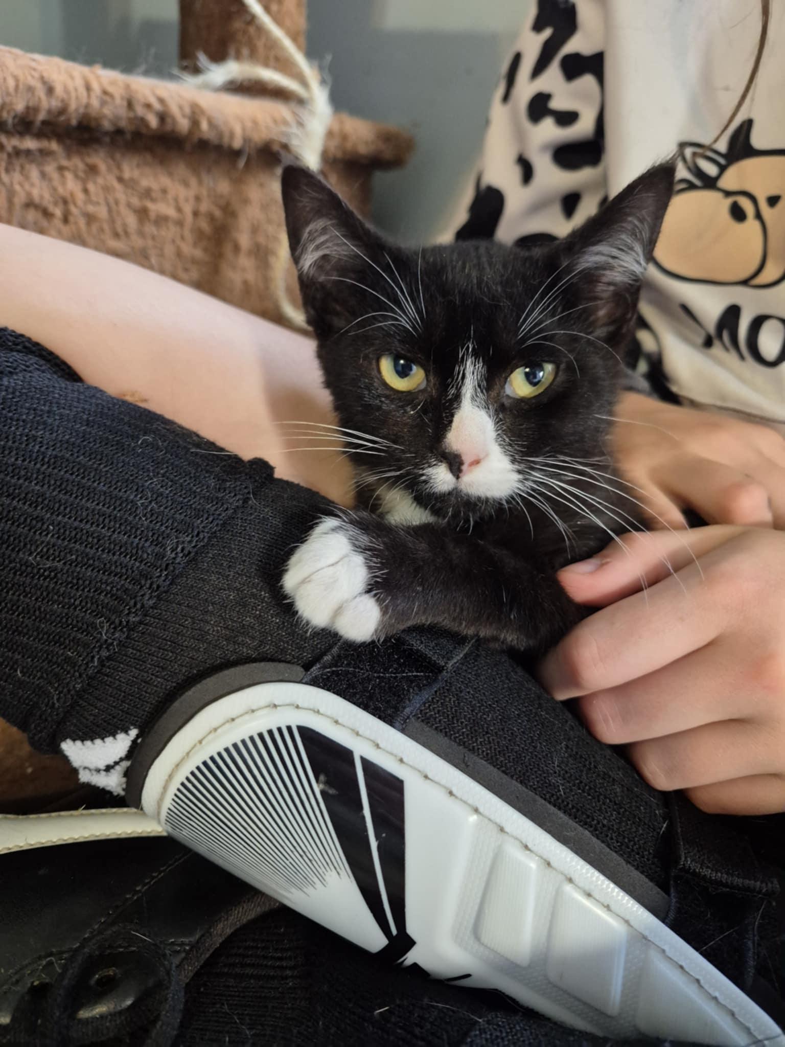 Imagination, a Adoptable Domestic Short Hair in Fulton, NY image 3/5