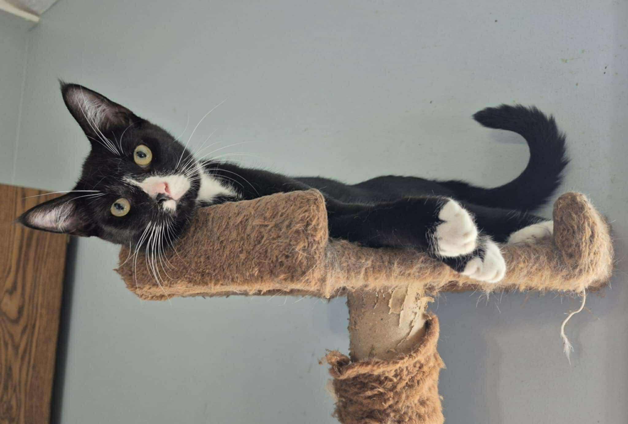 Imagination, a Adoptable Domestic Short Hair in Fulton, NY image 4/5