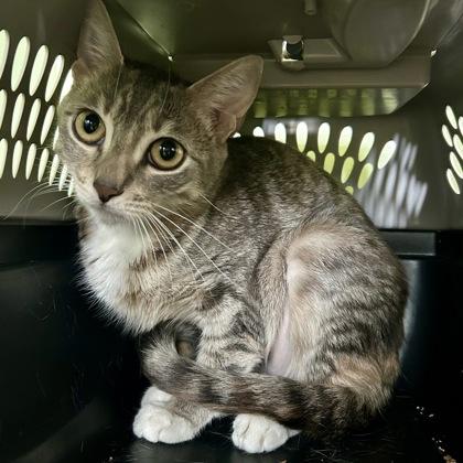Sunrise, Adoptable, Adult Female Domestic Short Hair & Domestic Short Hair.