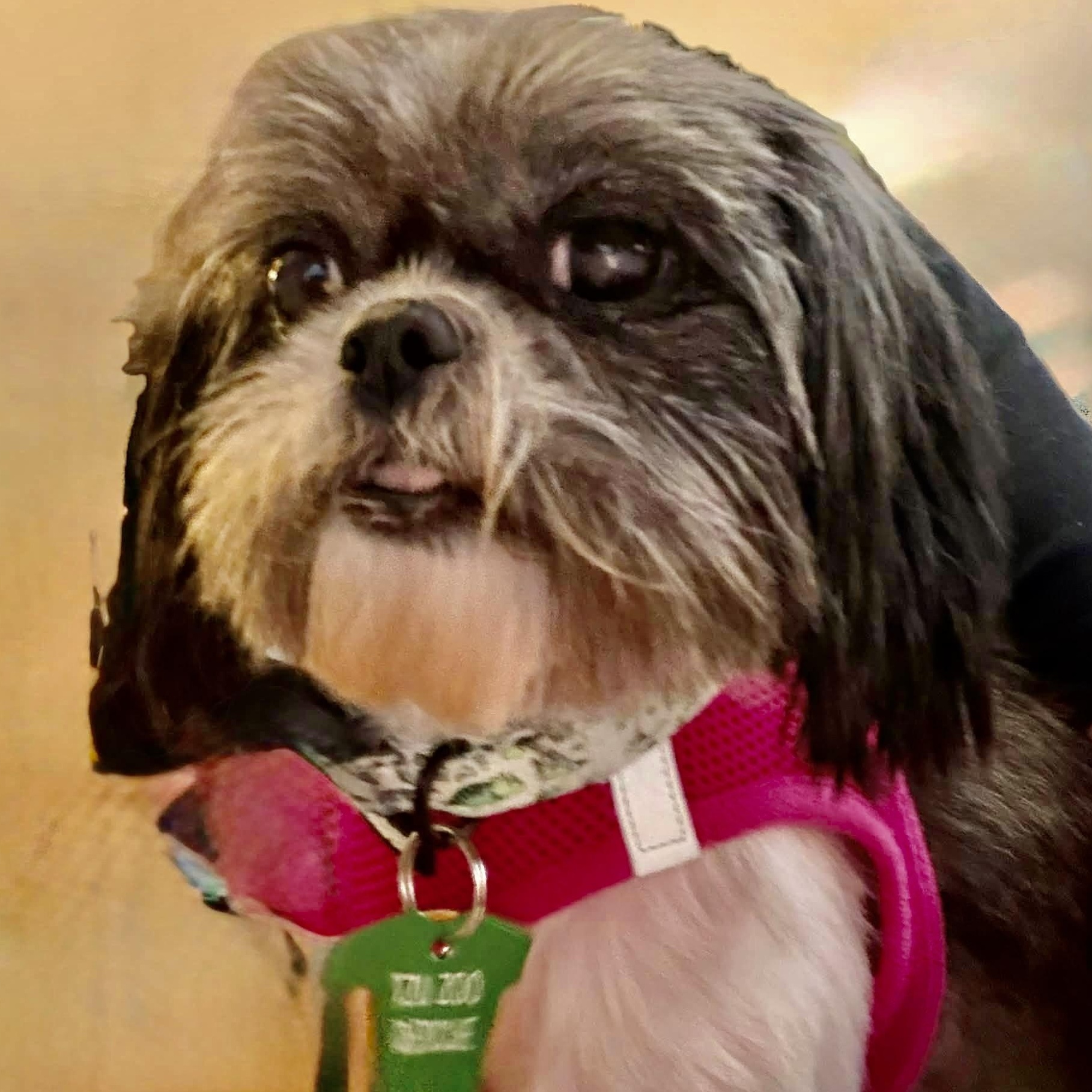 Enlarge Taffeta Miller, a Adoptable Shih Tzu in Plano, TX image 2/2