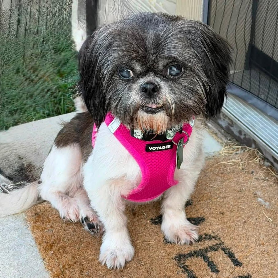 Taffeta Miller, Adoptable, Adult Female Shih Tzu.