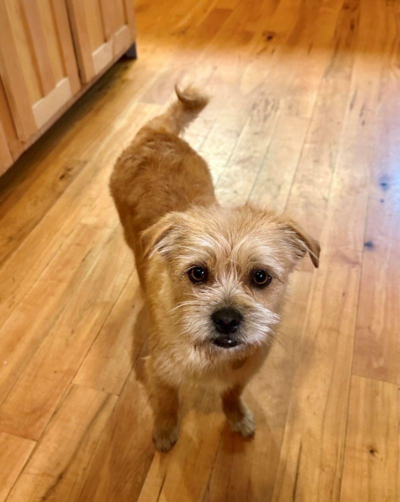 Enlarge Lizzie, a Adopted mixed breed in Hayesville, NC image 1/1