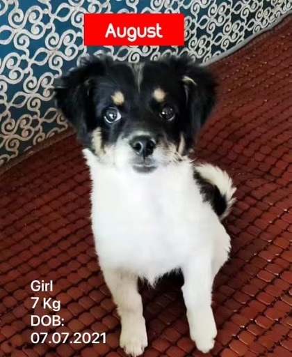 August , a Adopted mixed breed in West Hollywood, CA image 1/2