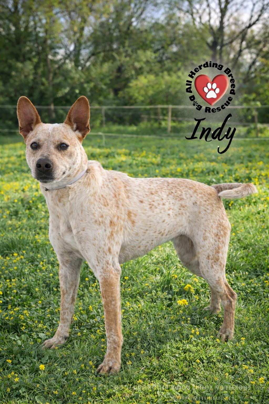 Enlarge Indy, a ADOPTABLE Cattle Dog in Joliet, IL image 5/6