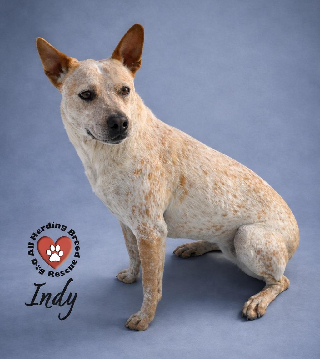 Indy, ADOPTABLE, Puppy Female Cattle Dog.