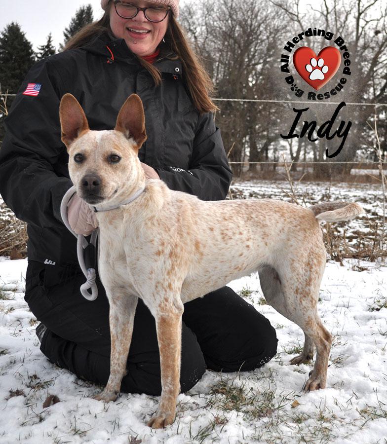 Enlarge Indy, a ADOPTABLE Cattle Dog in Joliet, IL image 2/5