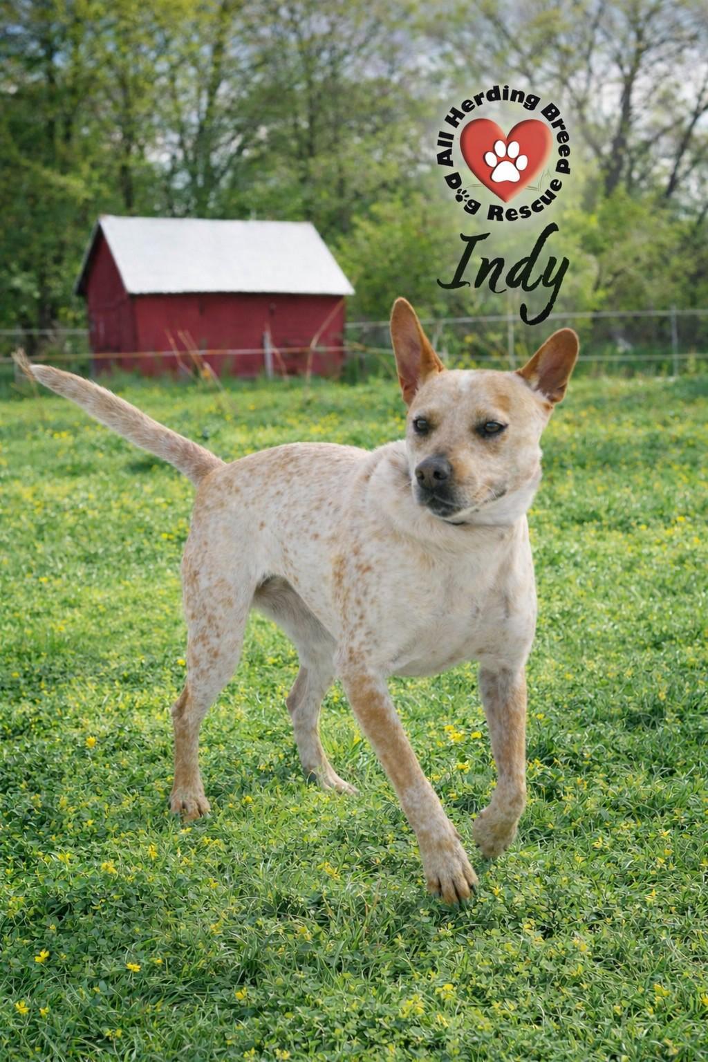Enlarge Indy, a ADOPTABLE Cattle Dog in Joliet, IL image 4/6