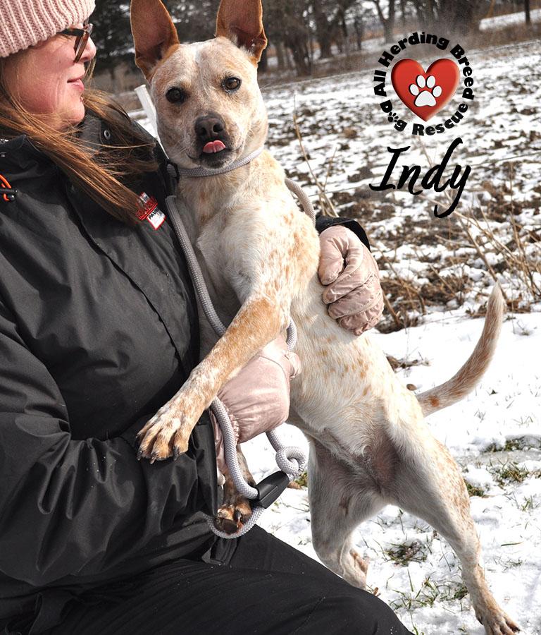 Indy, ADOPTABLE, Puppy Female Cattle Dog.