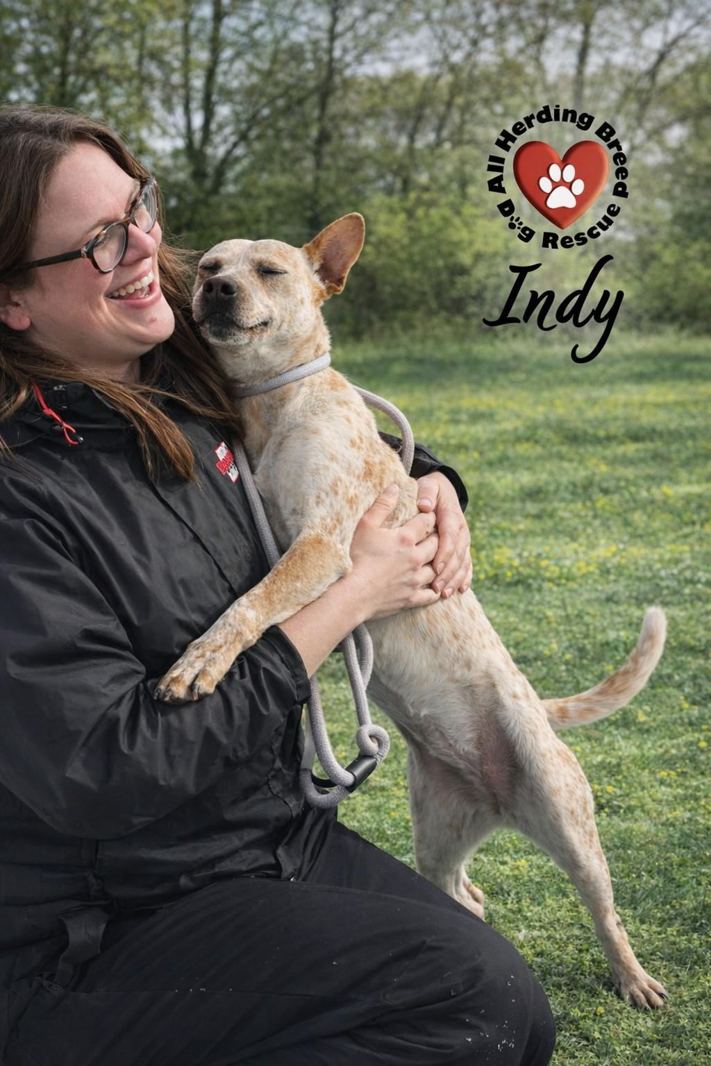 Indy, ADOPTABLE, Puppy Female Cattle Dog.