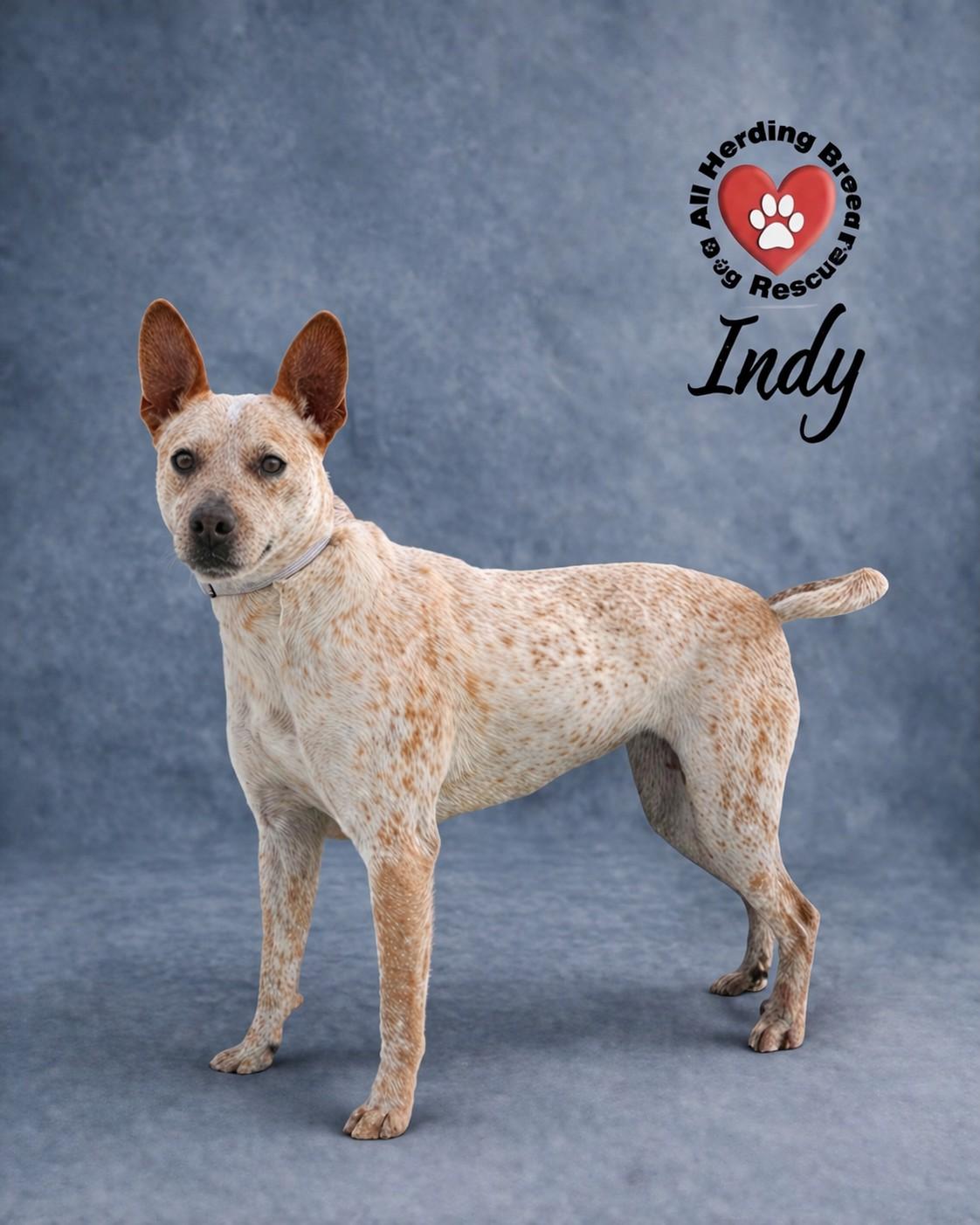 Enlarge Indy, a ADOPTABLE Cattle Dog in Joliet, IL image 2/6