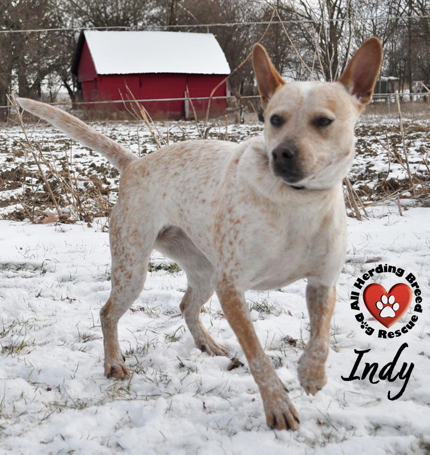 Enlarge Indy, a ADOPTABLE Cattle Dog in Joliet, IL image 5/5