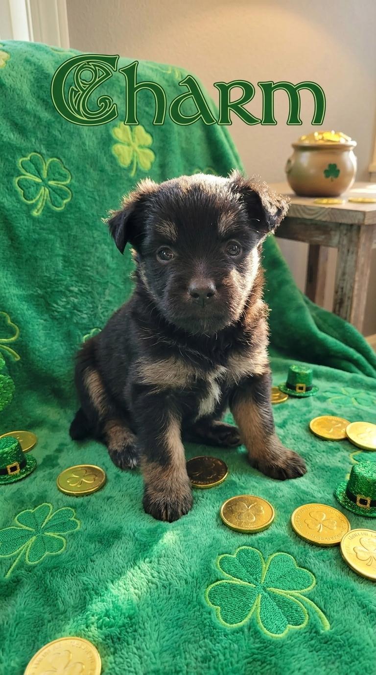 Enlarge Charm, a ADOPTABLE mixed breed in Corona, CA image 1/1