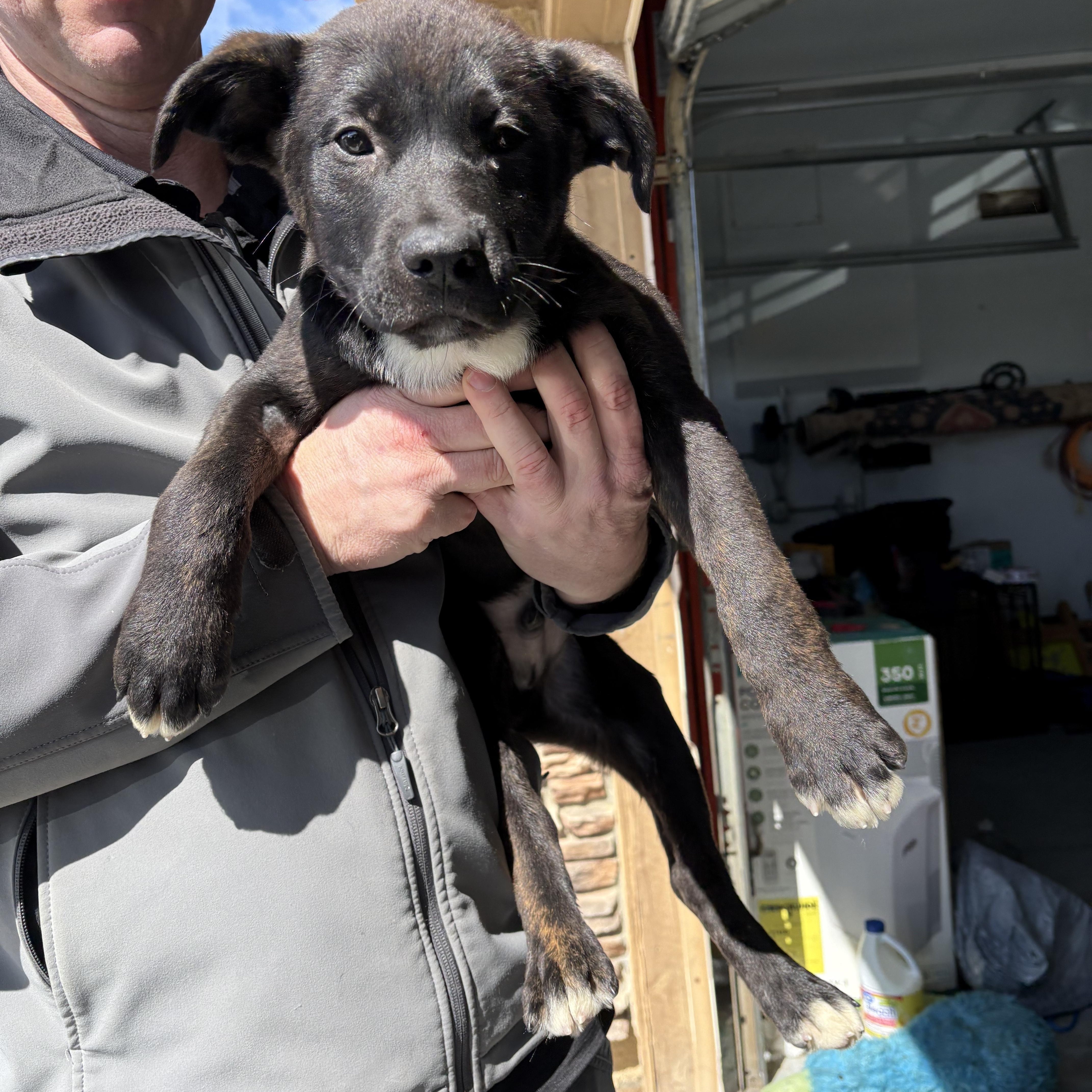 Enlarge Linus, an adopted mixed breed in Palmdale, CA image 1/1