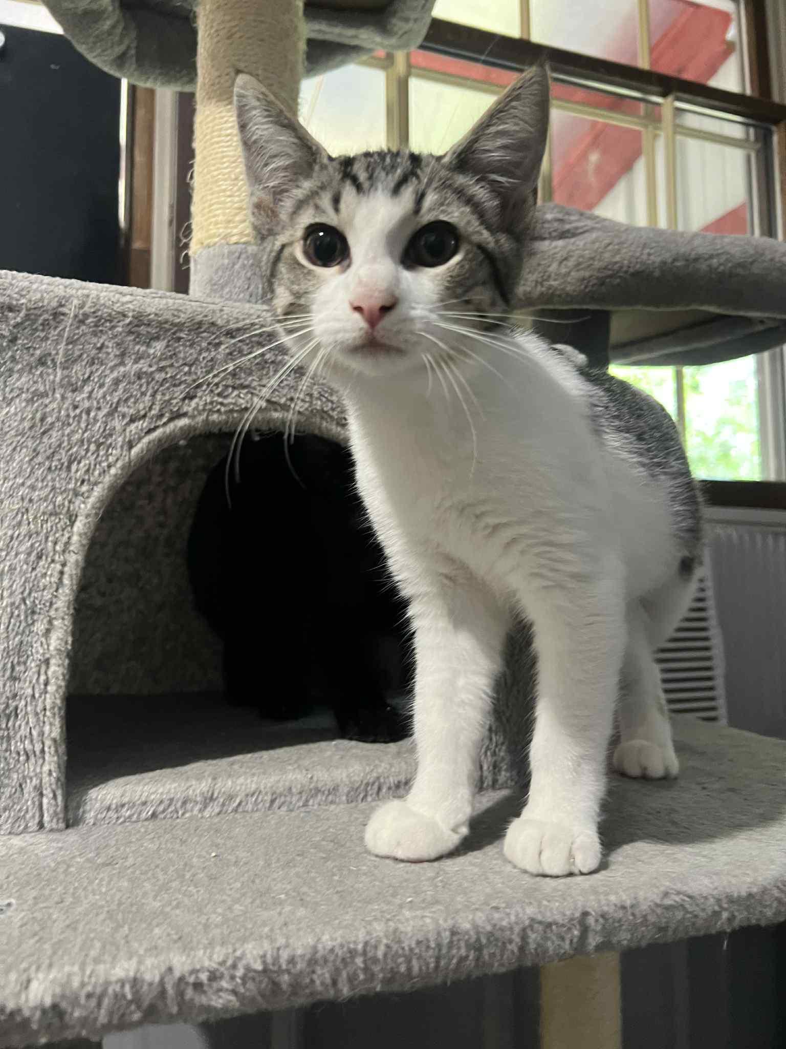 Summer Crew 2, Adoptable, Young Male Domestic Short Hair.