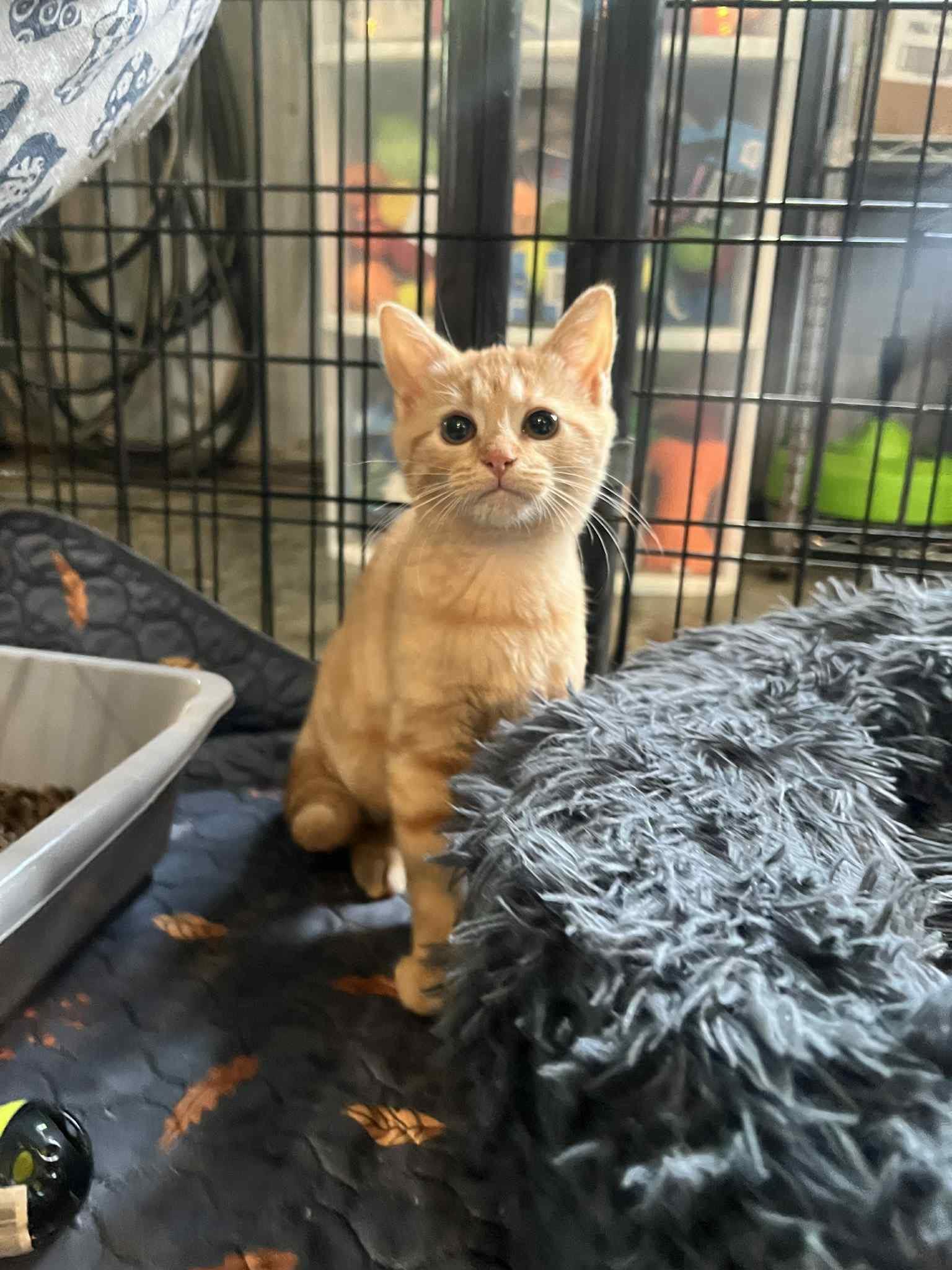 Enlarge Summer Crew 2, a Adoptable Domestic Short Hair in North Vernon, IN image 2/4