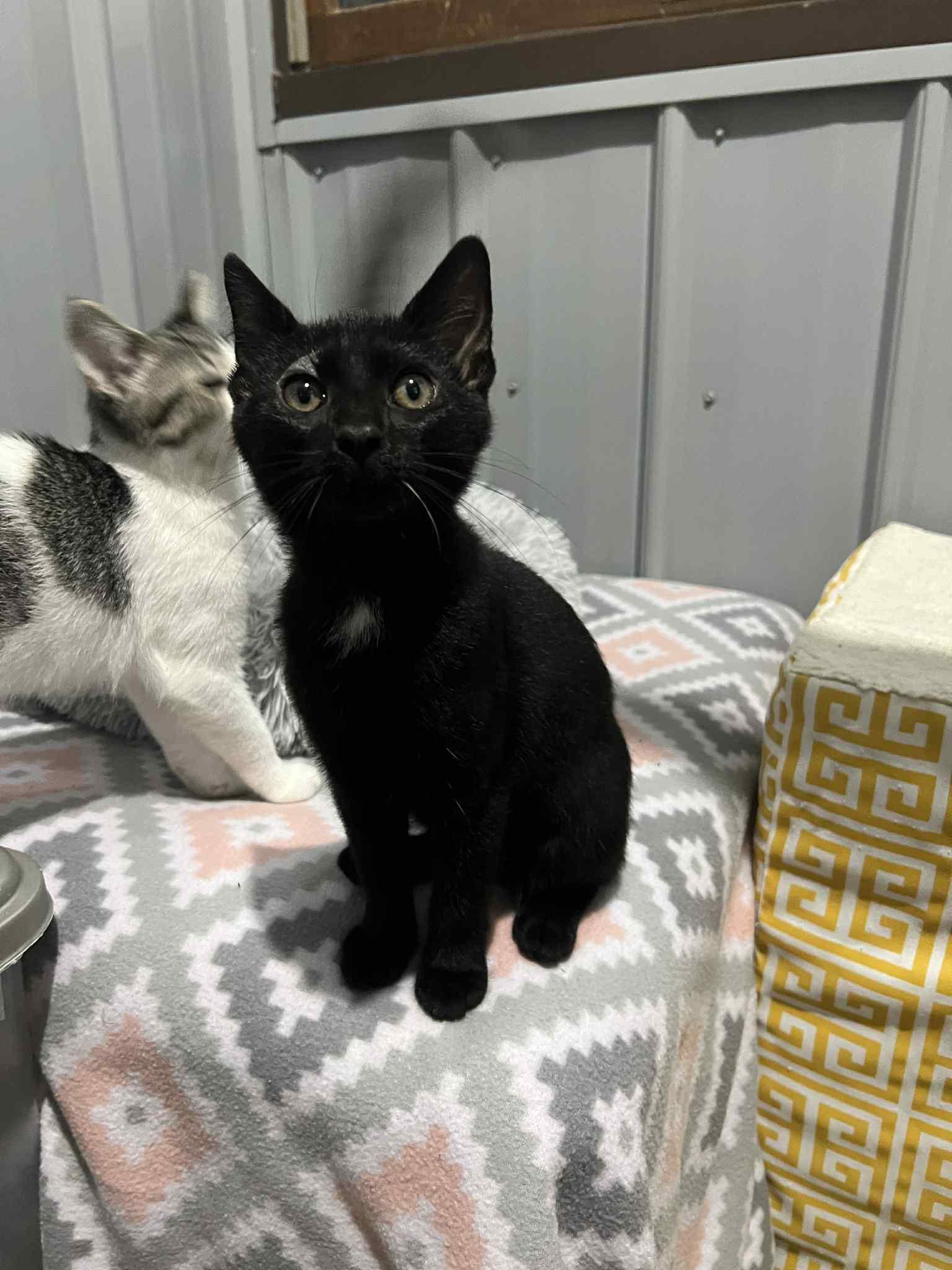 Enlarge Summer Crew 2, a Adoptable Domestic Short Hair in North Vernon, IN image 3/4