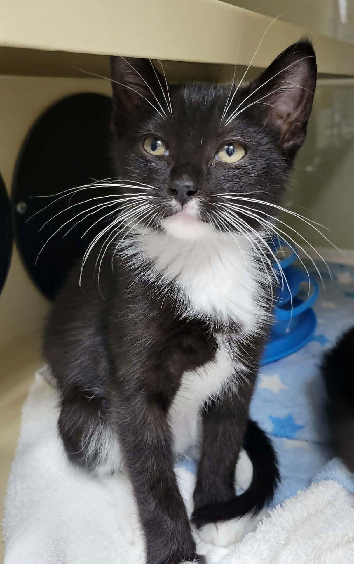 Enlarge Mofongo, a ADOPTABLE Tuxedo in Portage, WI image 1/1
