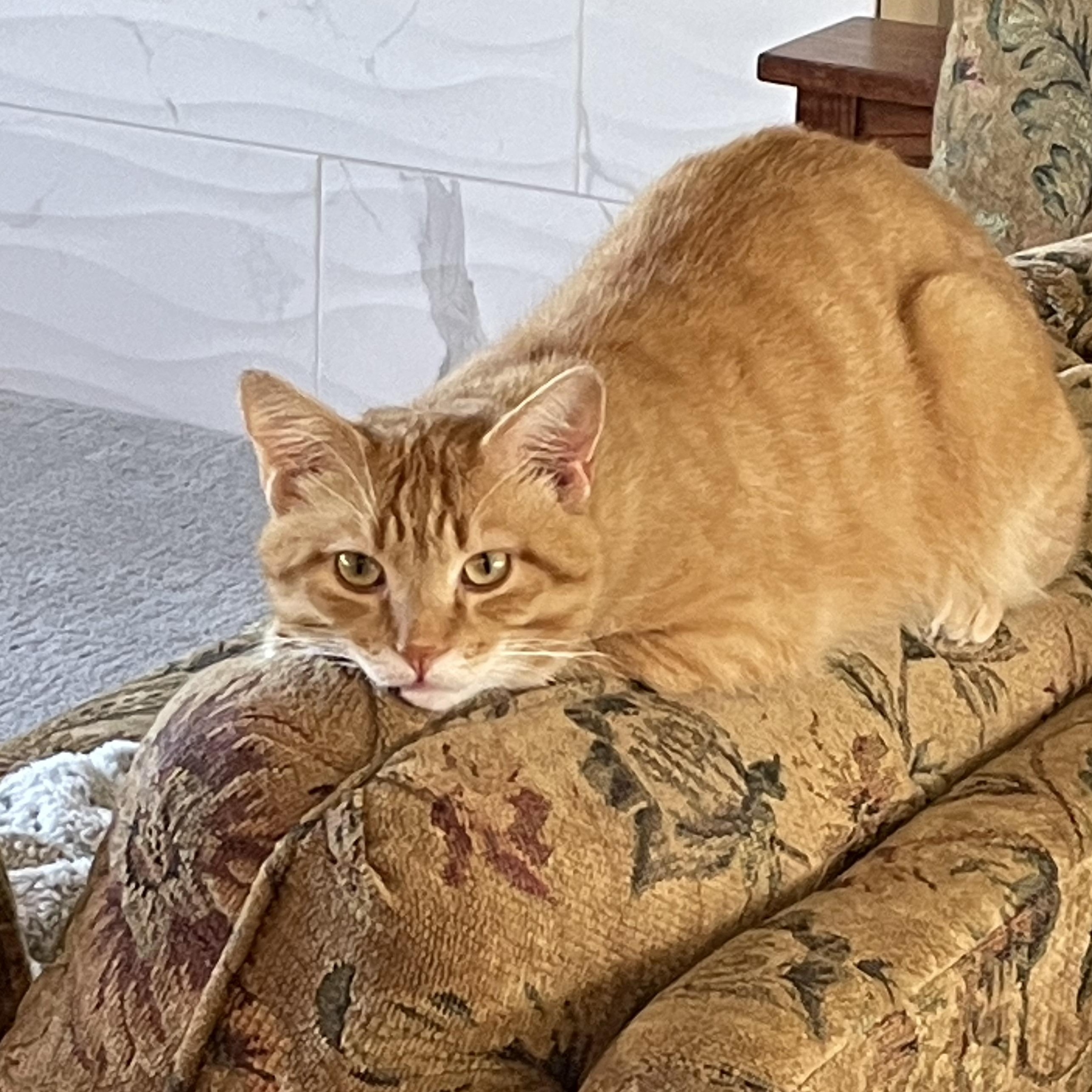 Enlarge Golden, a Adoptable Domestic Short Hair in Stockholm, WI image 2/6