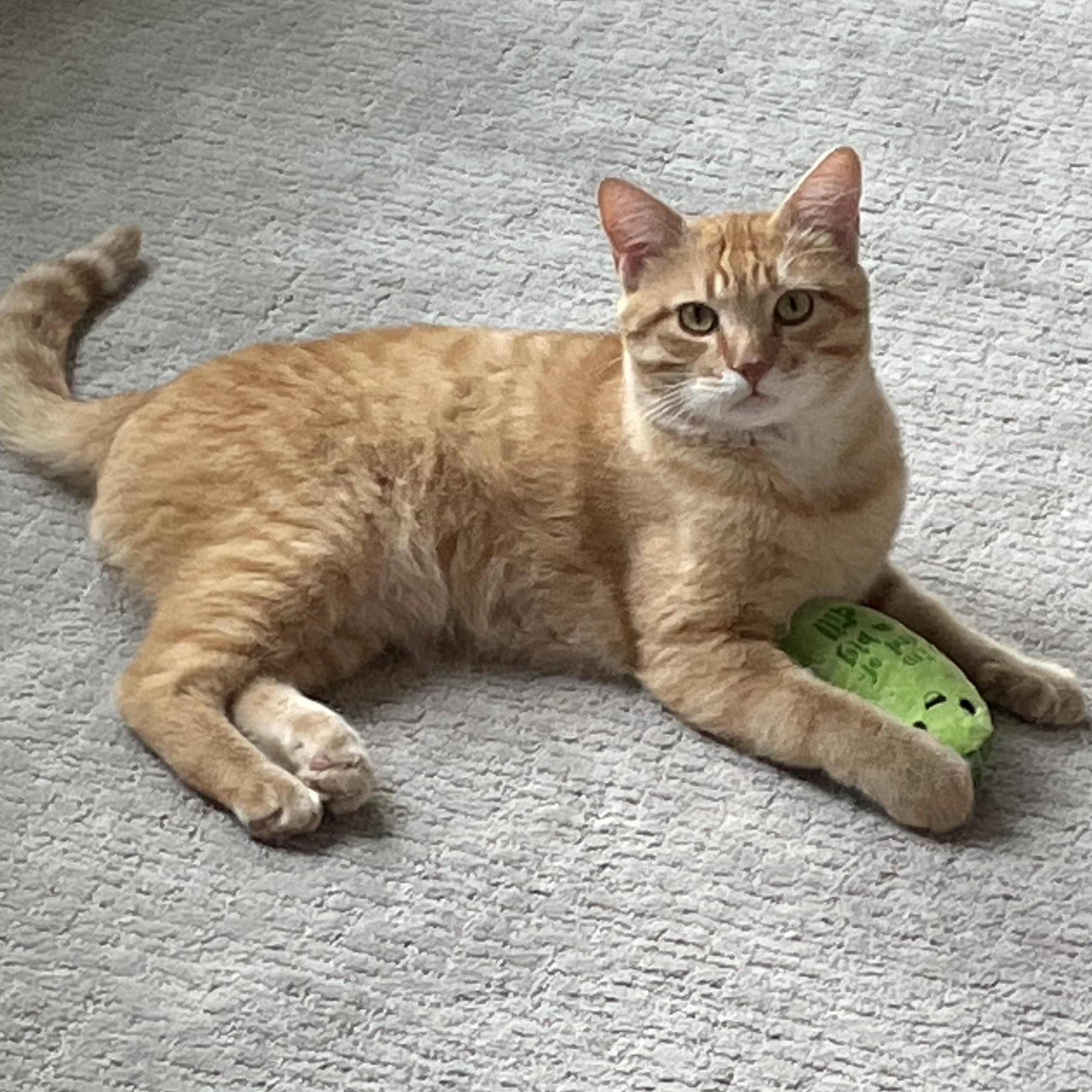 Enlarge Golden, a Adoptable Domestic Short Hair in Stockholm, WI image 3/6