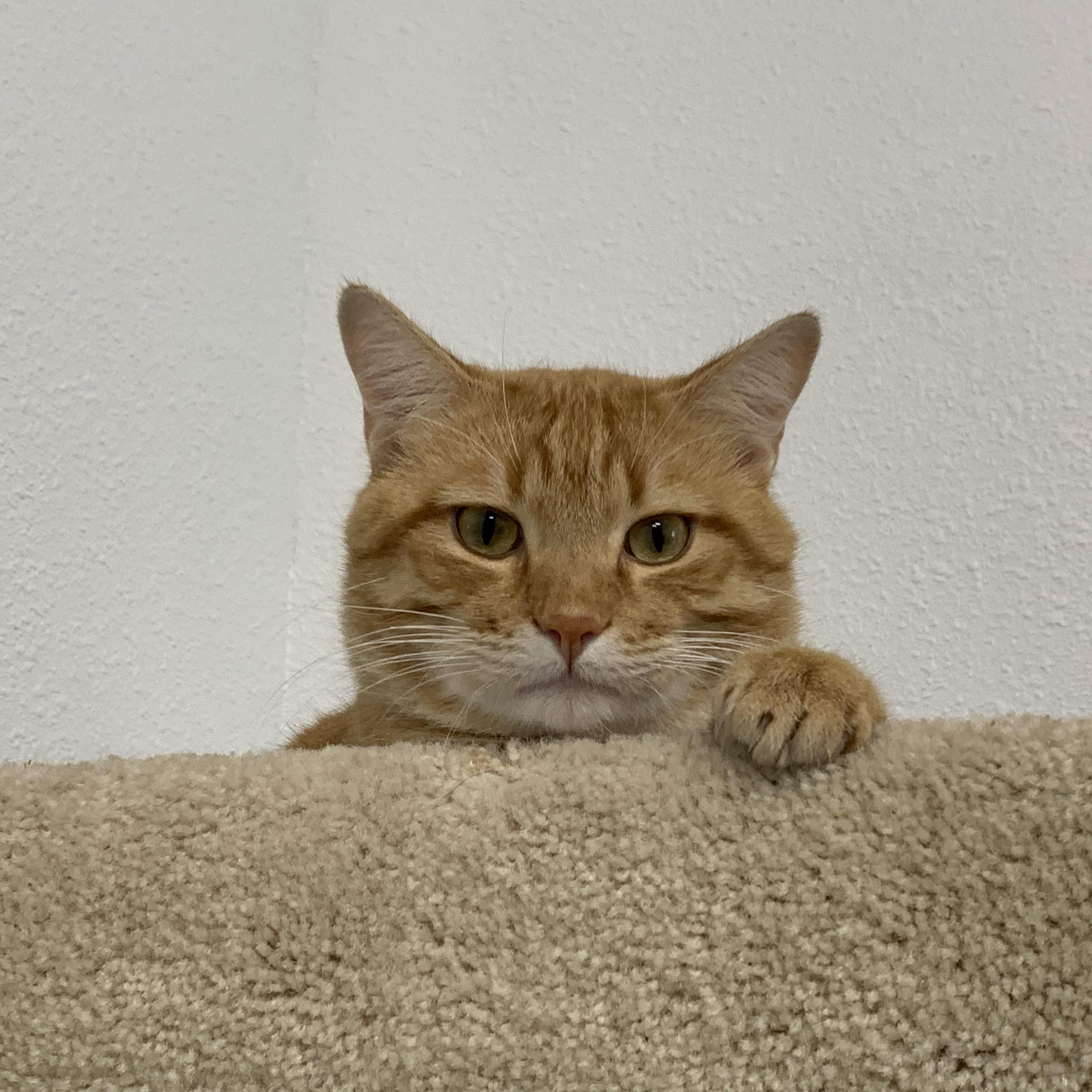 Golden, Adoptable, Adult Male Domestic Short Hair.