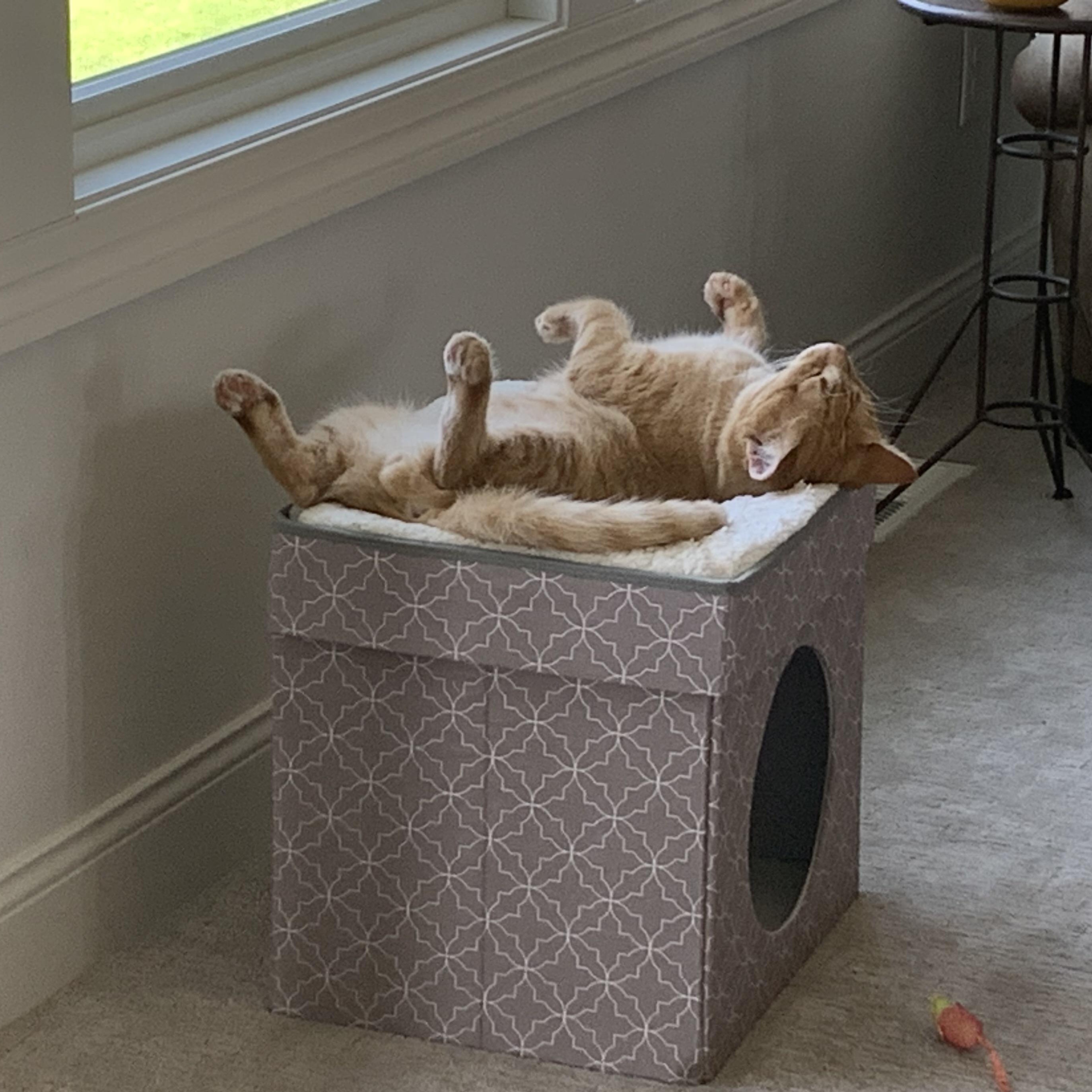 Enlarge Golden, a Adoptable Domestic Short Hair in Stockholm, WI image 5/6