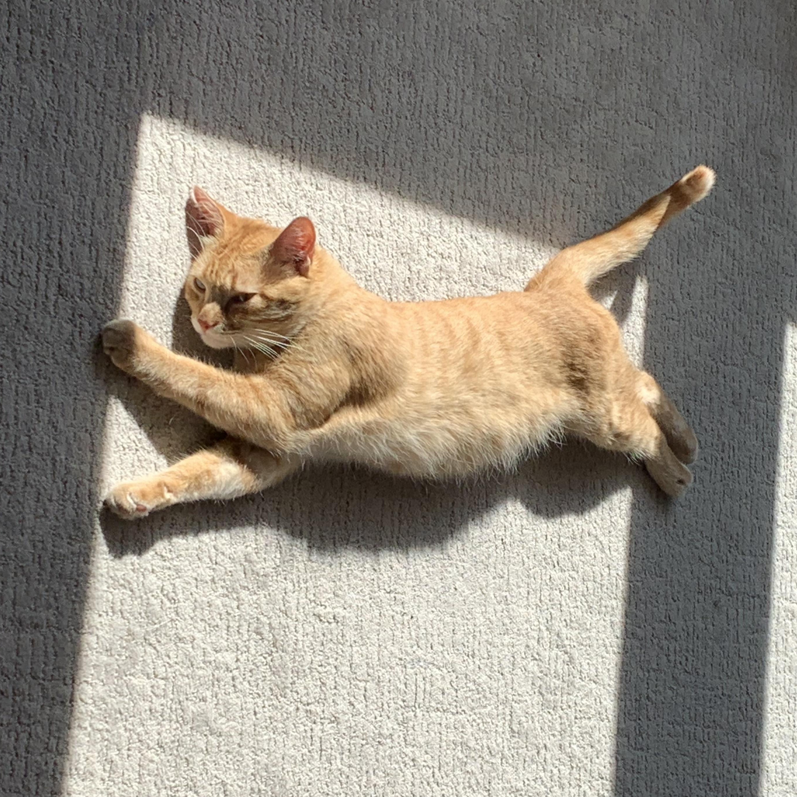 Enlarge Golden, a Adoptable Domestic Short Hair in Stockholm, WI image 6/6