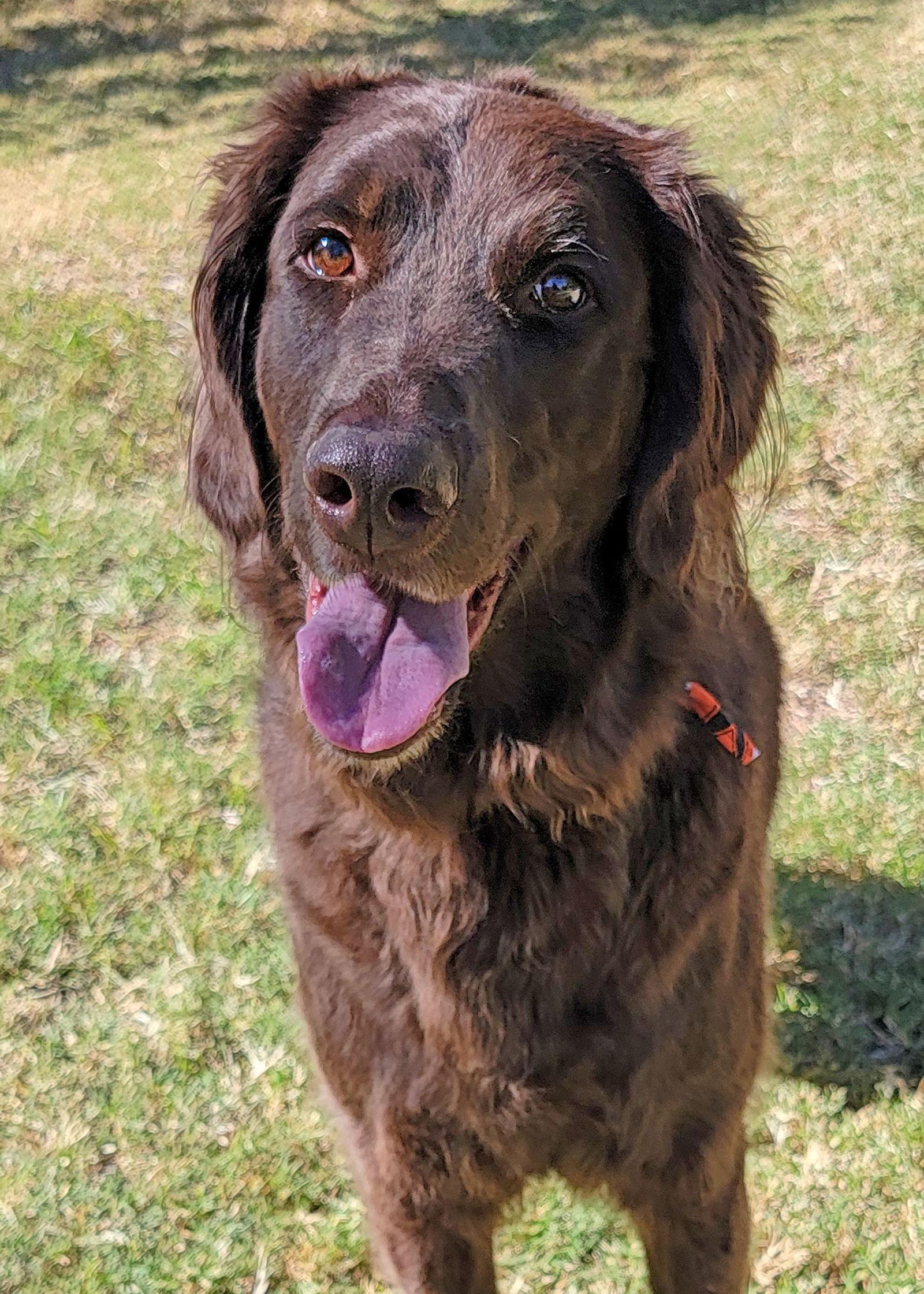 Nino, a Adoptable mixed breed in Glendale, AZ image 1/3
