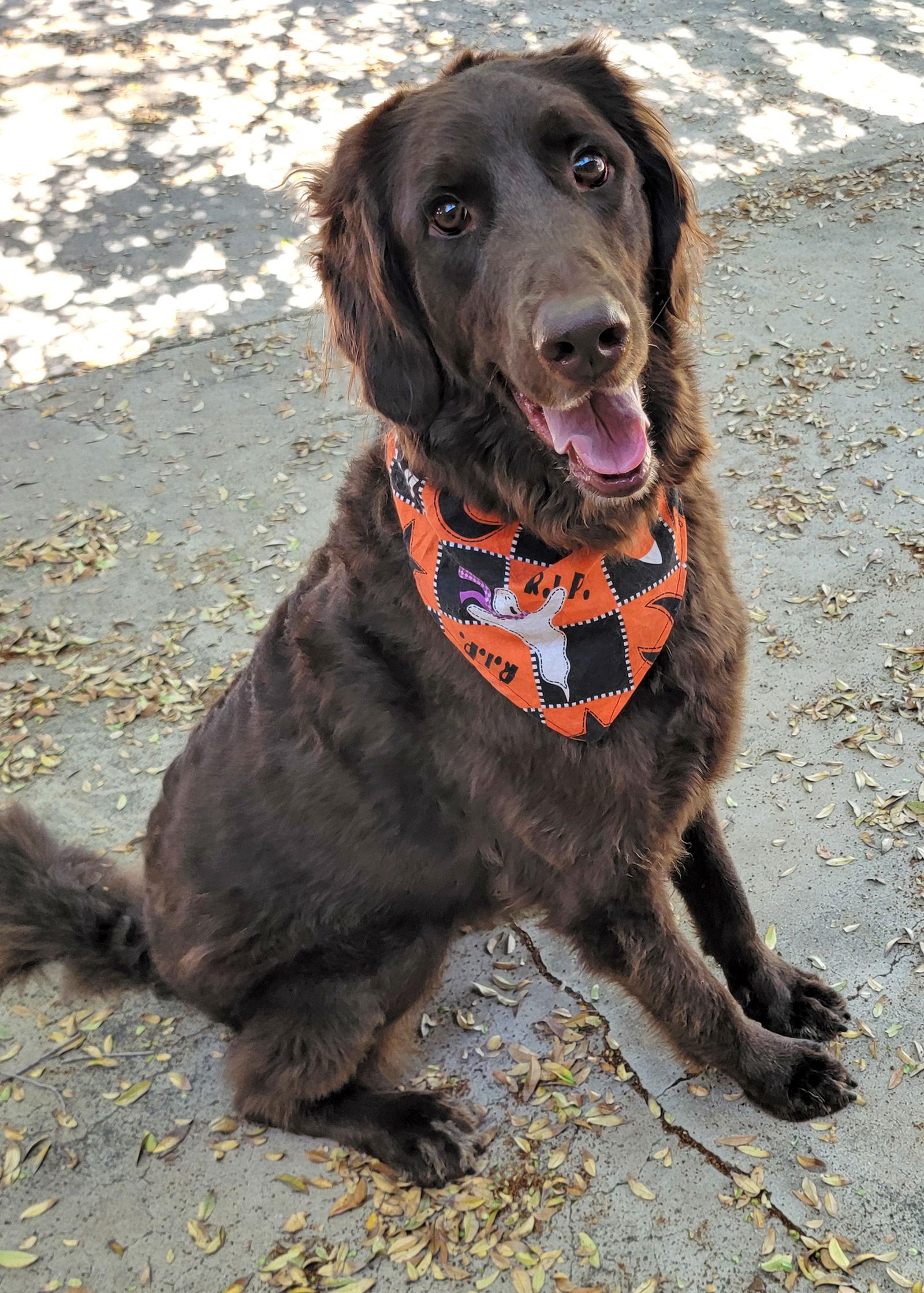Nino, a Adoptable mixed breed in Glendale, AZ image 2/3