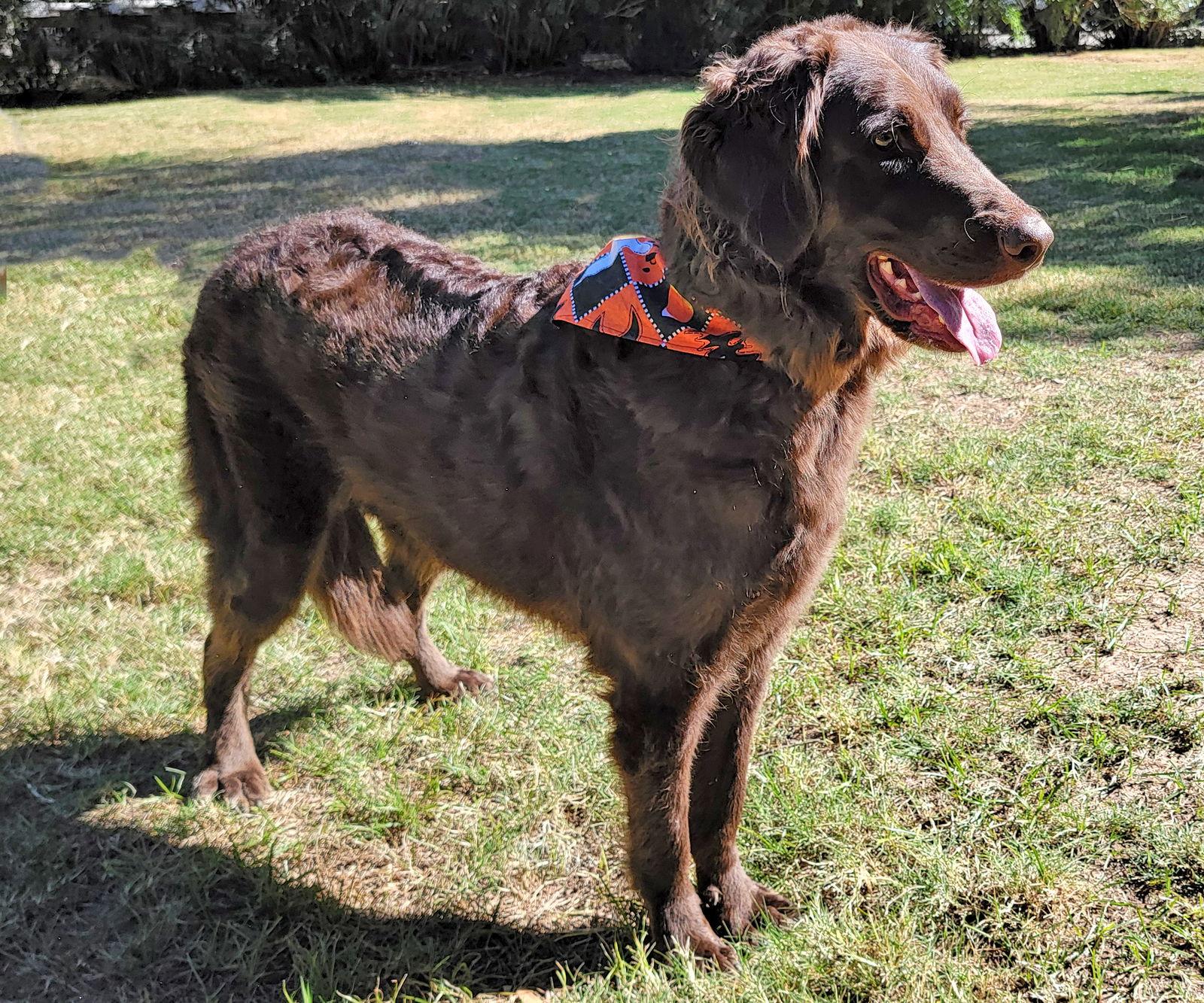 Nino, a Adoptable mixed breed in Glendale, AZ image 3/3